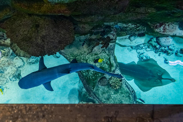 В отличие от других акул и гитарного ската чернопёрые акулы всегда держатся выше других рыб в аквариуме